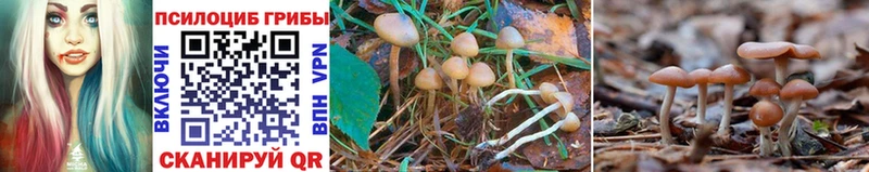 Купить  Ивангород  Псилоцибиновые грибы Magic Shrooms 
